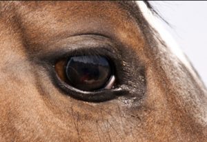 Communication animale - cheval